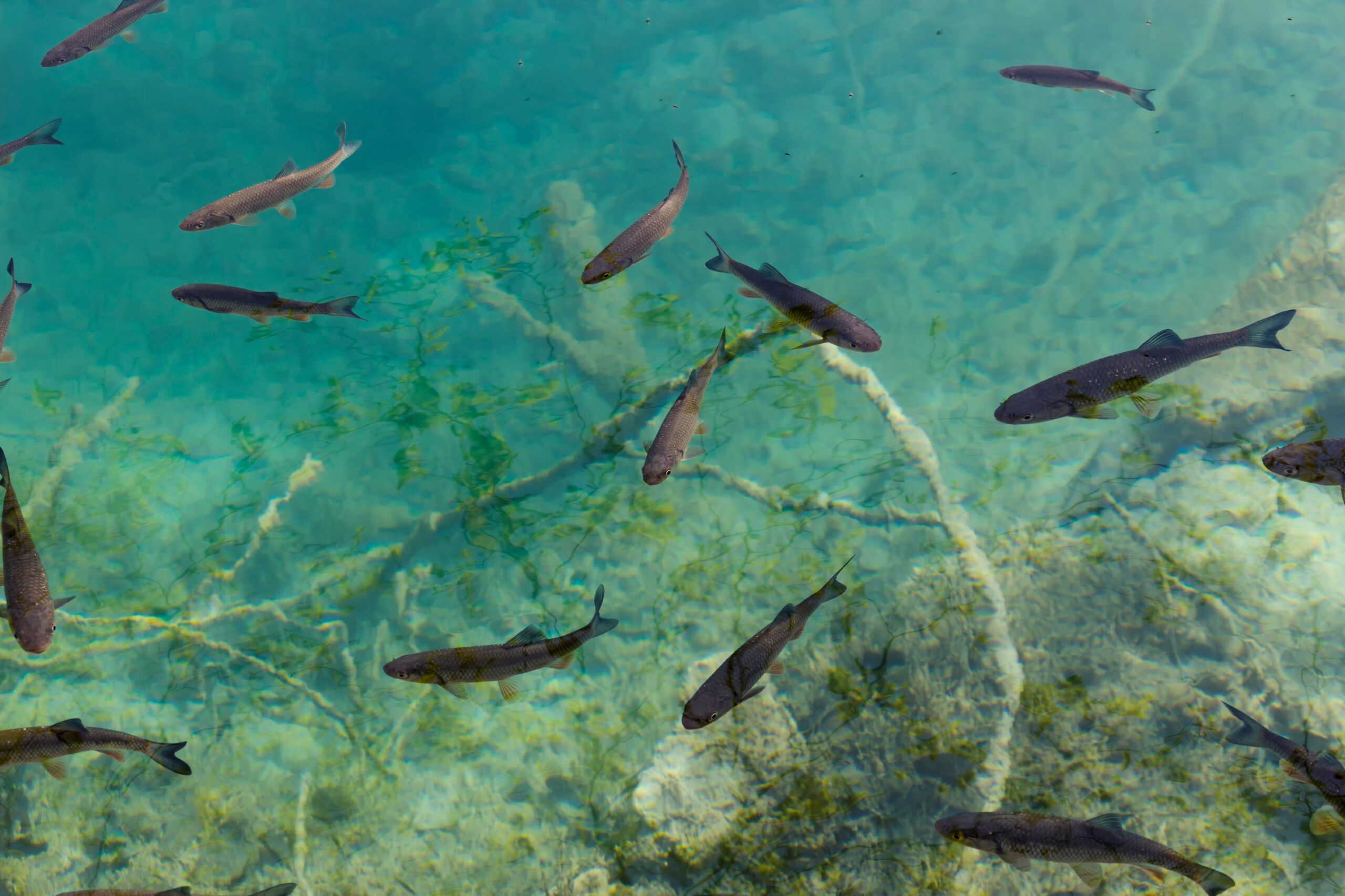 Fische im Wasser