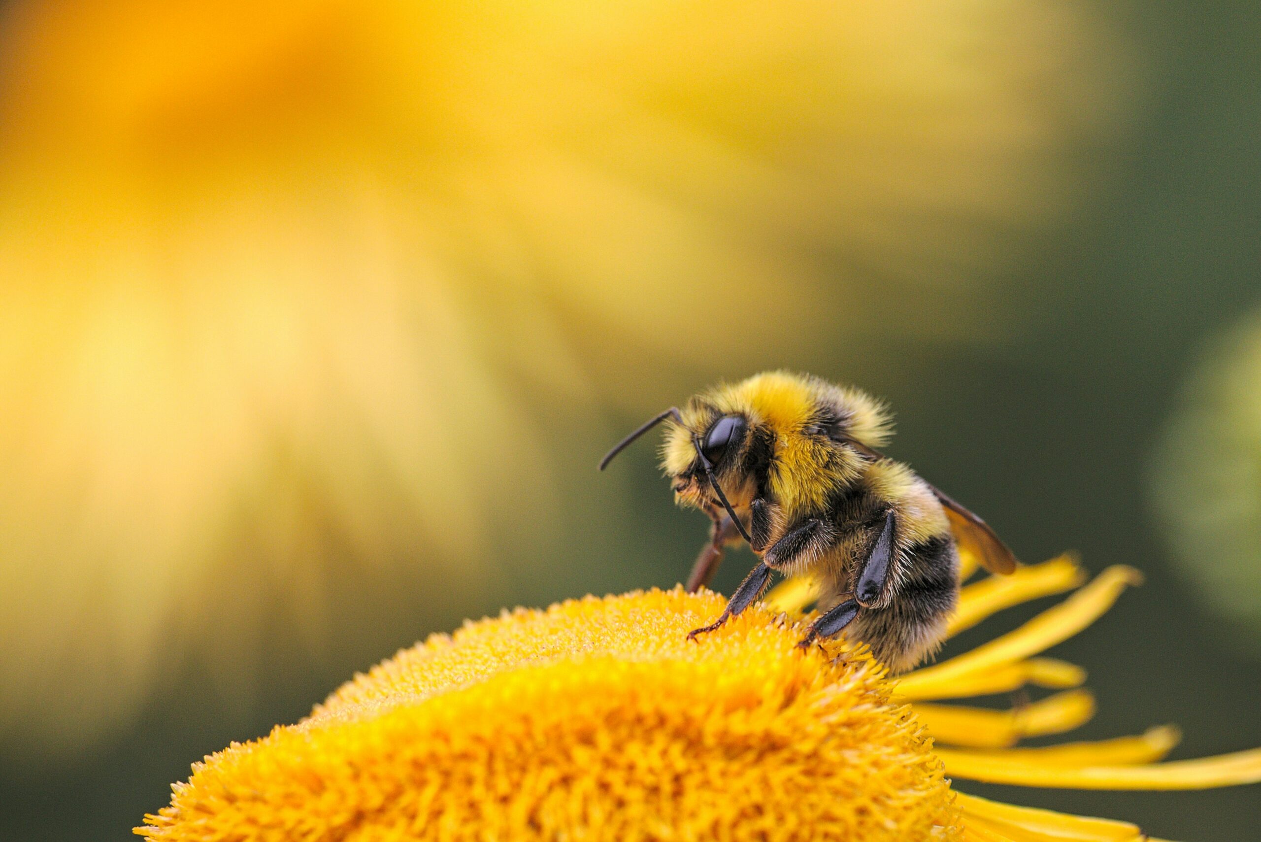 Biene sitzt auf einer Blüte
