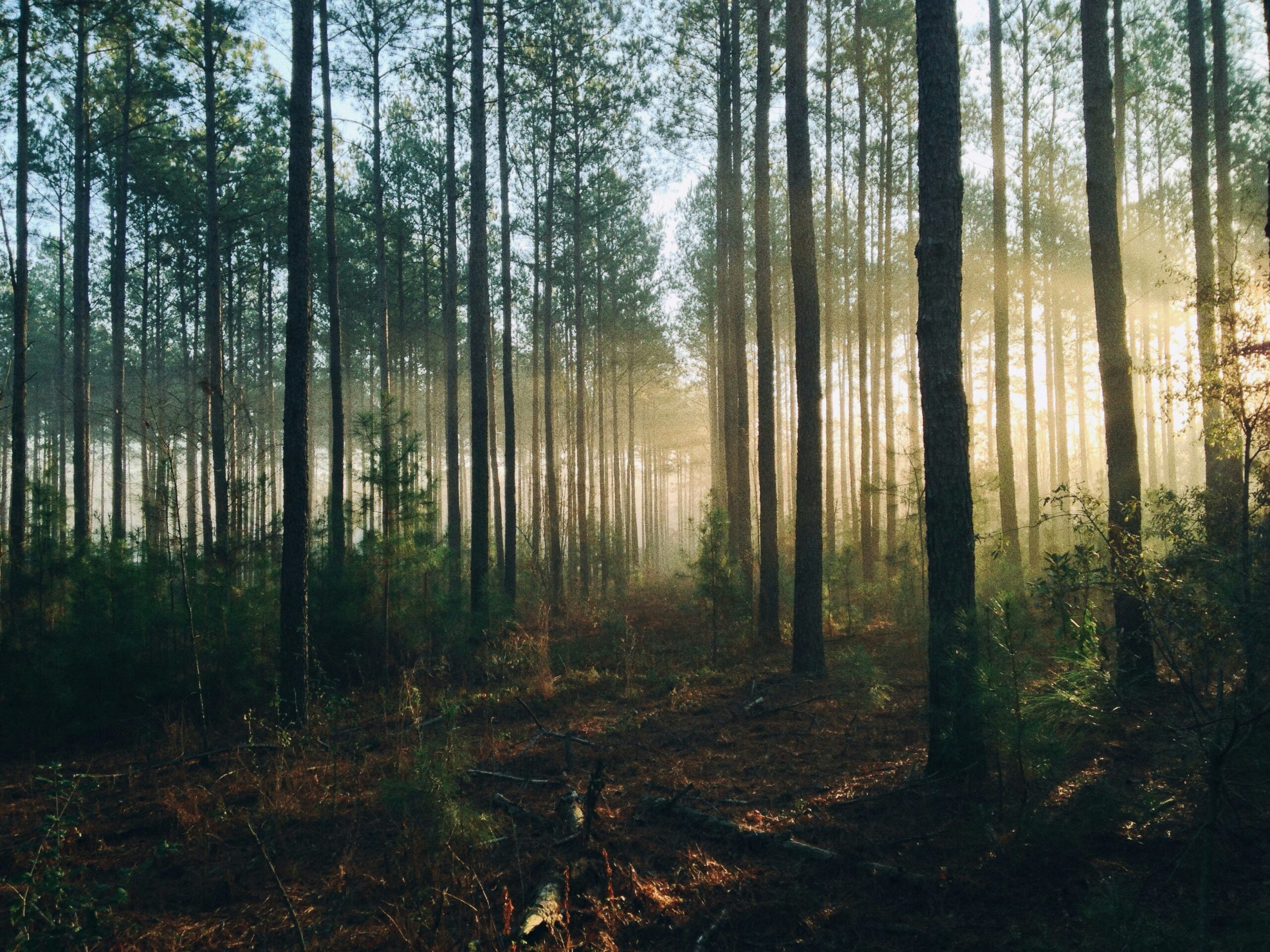 Foto eines Waldes
