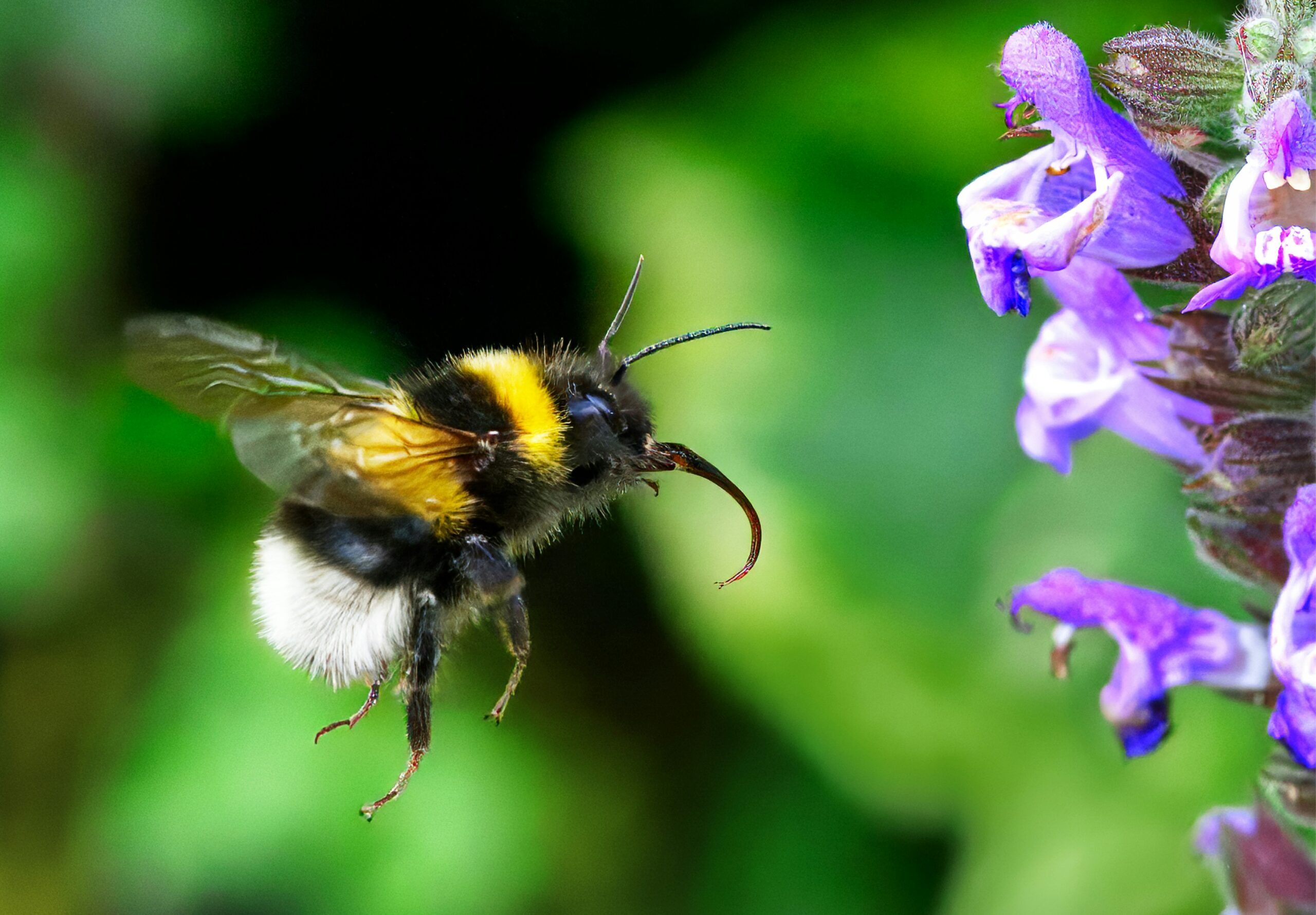 Eine Hummel die sehr nah an eine Blume fliegt